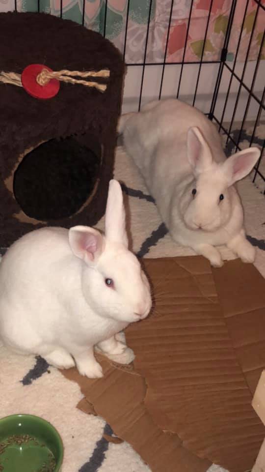 Adopt December and Winter a White American / Mixed (short coat) rabbit in