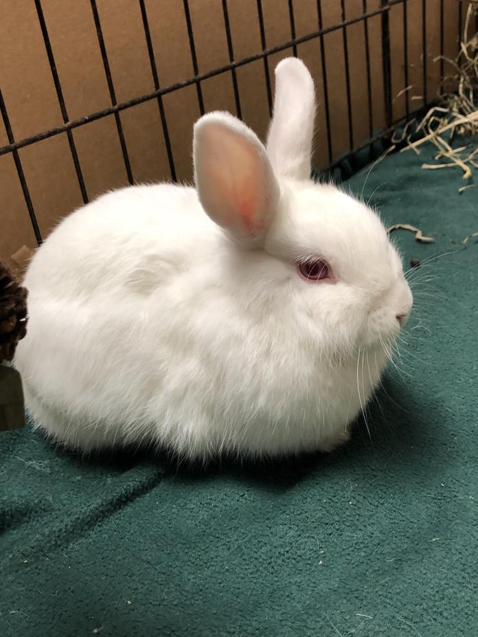 Adopt Penny a Netherland Dwarf