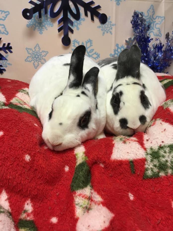 Adopt Regal a Mini Rex