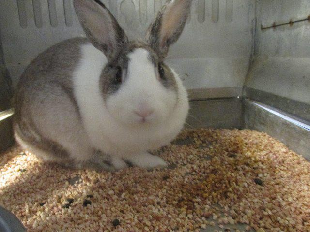 Adopt HOPPIE a Other/Unknown / Mixed (short coat) rabbit in Porterville