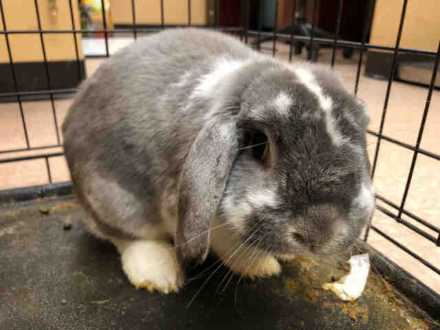 Adopt THUMPER a Grey/Silver Other/Unknown / Mixed rabbit in Garland