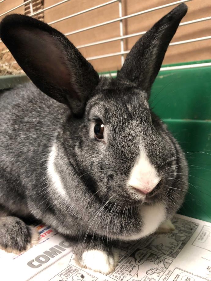 Adopt Valentine a Grey/Silver Chinchilla, Standard / Mixed (short coat) rabbit