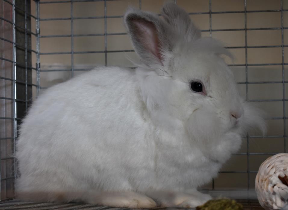 Adopt Lulu a Lionhead