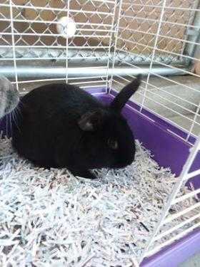 Adopt Yang a Black Other/Unknown / Other/Unknown / Mixed rabbit in Owosso
