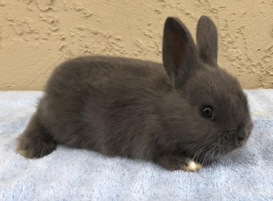 Adopt Baby gray girl a Grey/Silver Other/Unknown / Mixed (short coat) rabbit in
