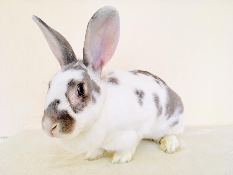 Adopt Natasha a Bunny Rabbit
