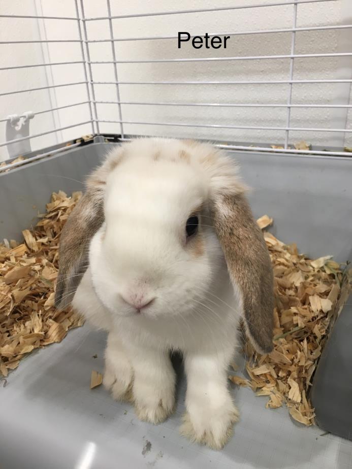 Adopt Peter a Mini Lop