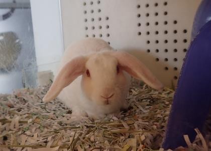Adopt Remi(Rabbit) a White Mini Lop / Mixed rabbit in Wichita, KS (24635936)