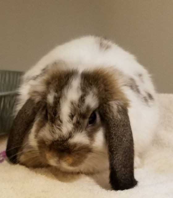 Adopt Bugs a Lop-Eared rabbit in Douglasville, GA (24635327)