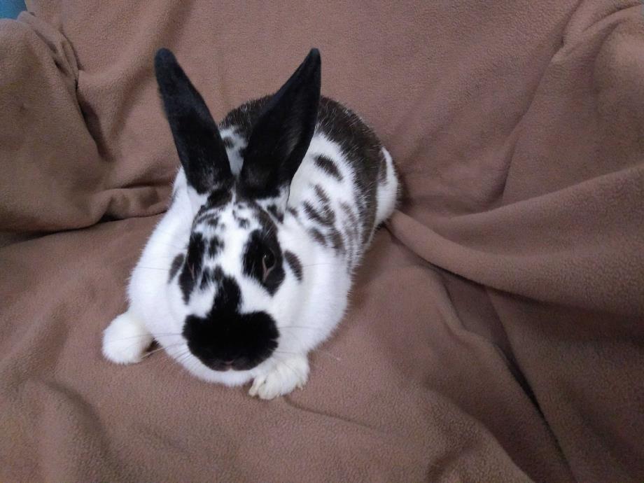 Adopt Penelope a Other/Unknown / Mixed rabbit in Idaho Falls, ID (24688462)