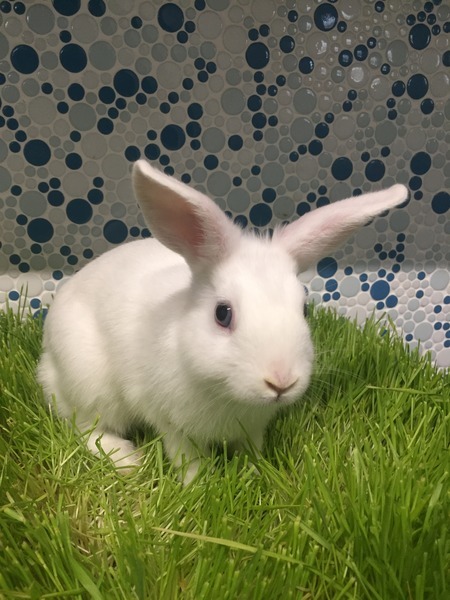 Adopt Bohemian Raspberry a Bunny Rabbit