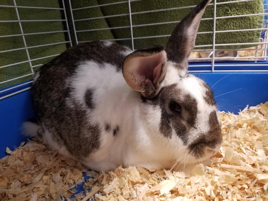 Adopt Pua a Checkered Giant