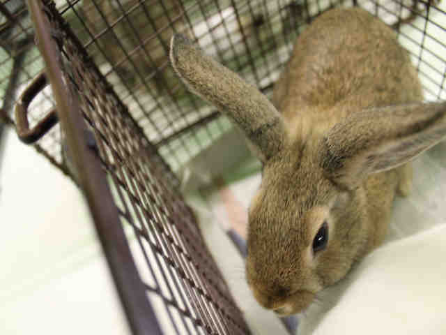 Adopt A1748848 a Bunny Rabbit