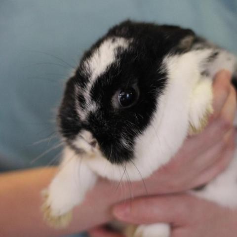 Adopt Cherry a Netherland Dwarf rabbit in Starkville, MS (24126608)