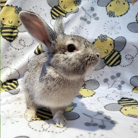 Adopt Greysyn a Bunny Rabbit