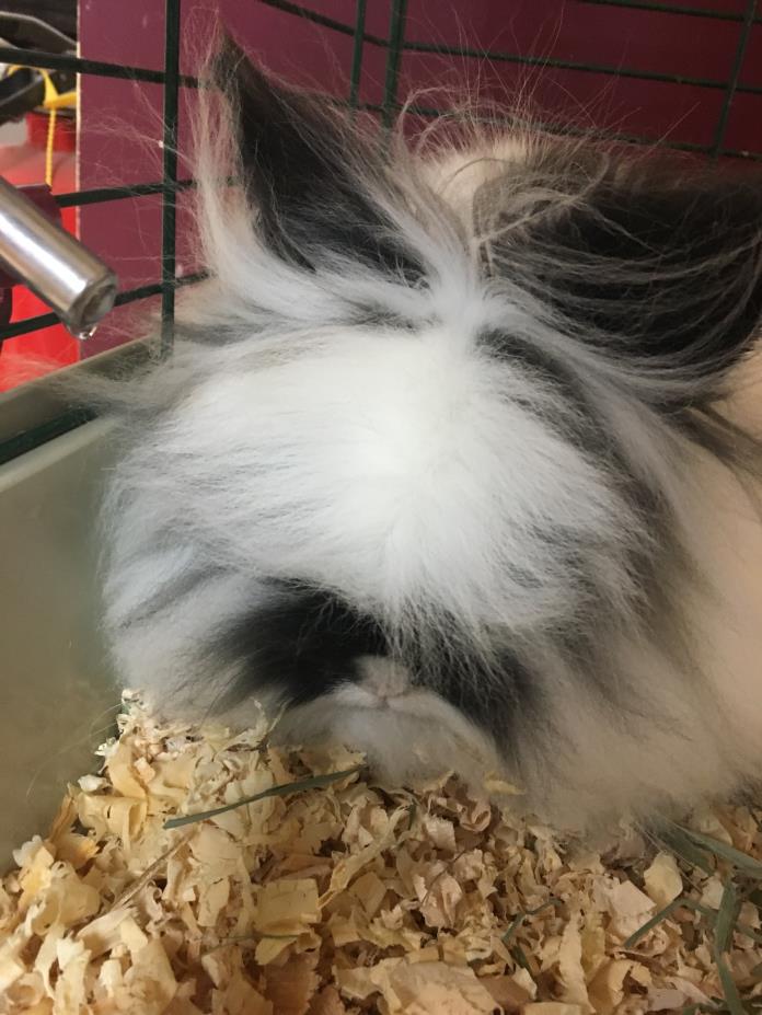 Adopt Mr. Bunn a Lionhead