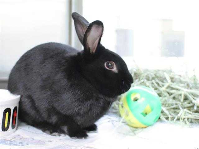 Adopt COCONUT a Black Other/Unknown / Mixed rabbit in Maryland Heights