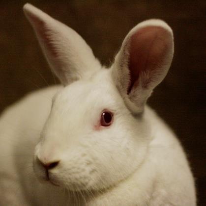 Adopt Stella a New Zealand, Bunny Rabbit