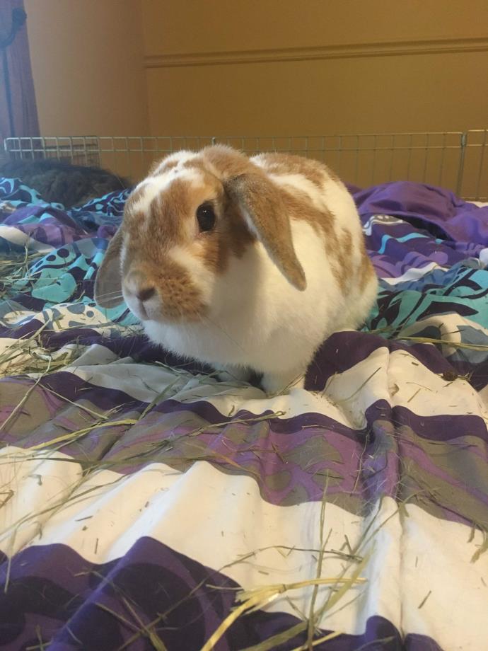 Adopt Blondie a White Lop-Eared / Mixed (short coat) rabbit in West Pelzer