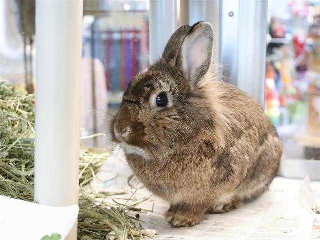 Adopt SCARLETT a Fawn Lionhead / Mixed rabbit in Maryland Heights, MO (24640290)