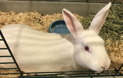 Adopt 52970 Snowball spayed $20 special a New Zealand