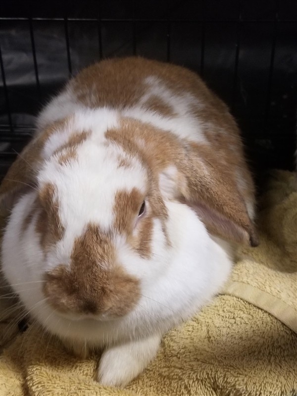 Adopt Pippin a Mini Lop / Mixed rabbit in Silverdale, WA (24708248)