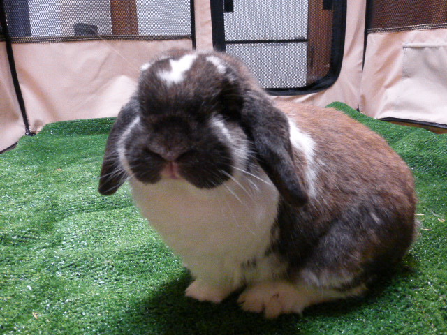 Adopt Lucky a Mini Lop
