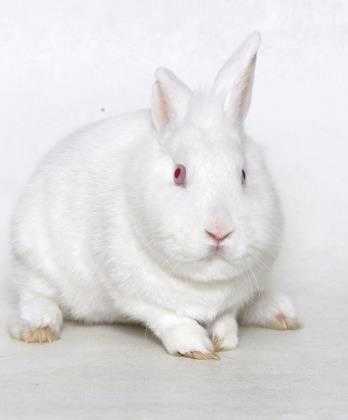 Adopt Bun Bun a White Other/Unknown / Other/Unknown / Mixed rabbit in