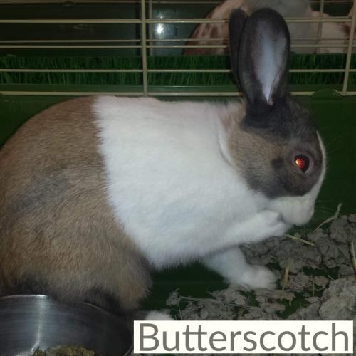 Adopt Butterscotch a Dutch