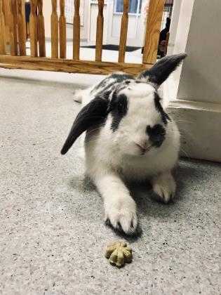Adopt Munchkin~18/19-0533 a Grey/Silver Other/Unknown / Other/Unknown / Mixed
