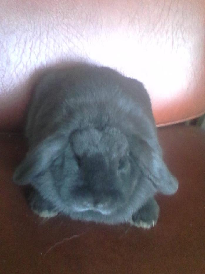 Adopt Arian a Grey/Silver Lop, Holland / Mixed (short coat) rabbit in Trenton