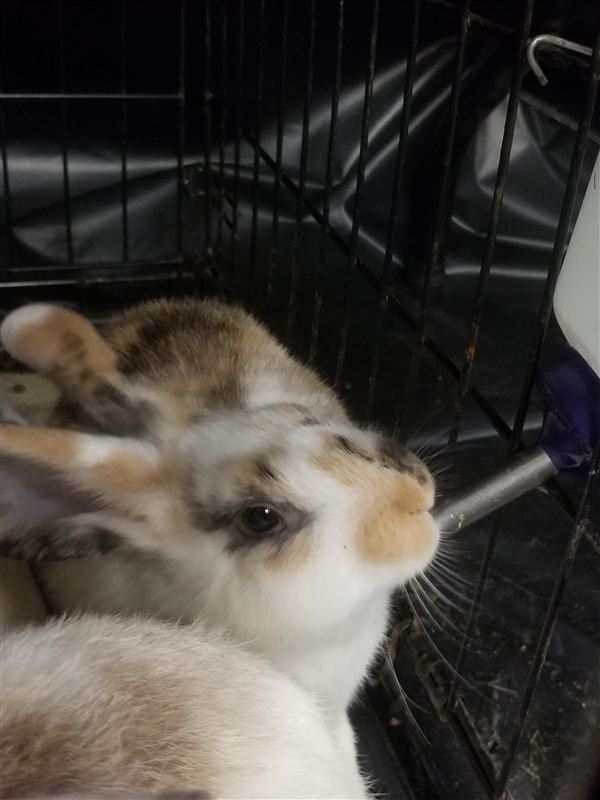 Adopt Honey a English Spot