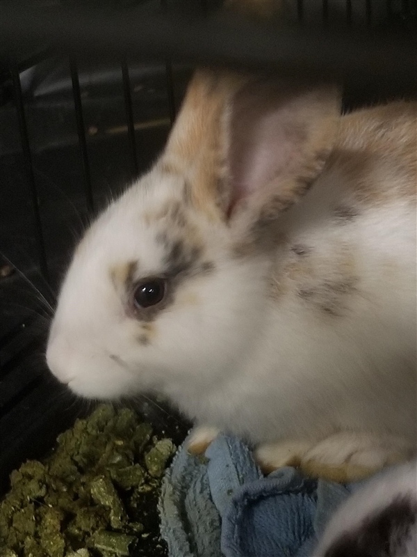 Adopt Syrup a English Spot