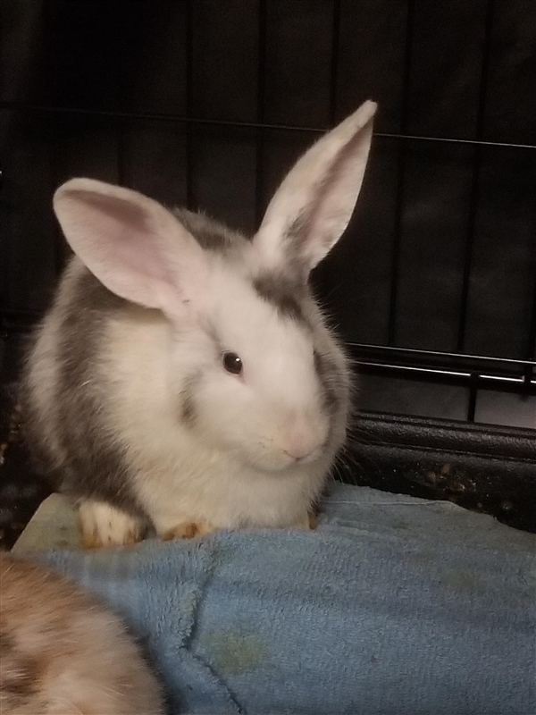 Adopt Pecan a Harlequin