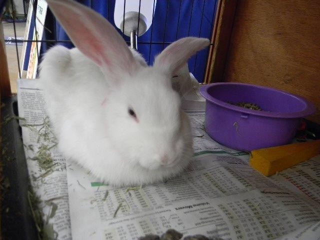 Adopt Gladys a American Fuzzy Lop / Mixed (short coat) rabbit in El Paso