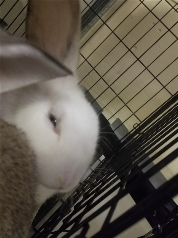 Adopt Parsnip a American
