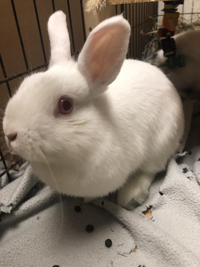 Adopt Peaches a Netherland Dwarf