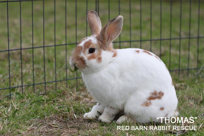 Adopt Thomas a Mini Lop
