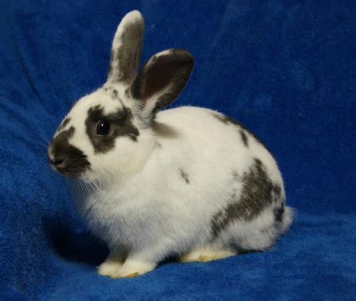 Adopt Boo Too & Blossom (hold) a Other/Unknown / Mixed rabbit in Baton Rouge