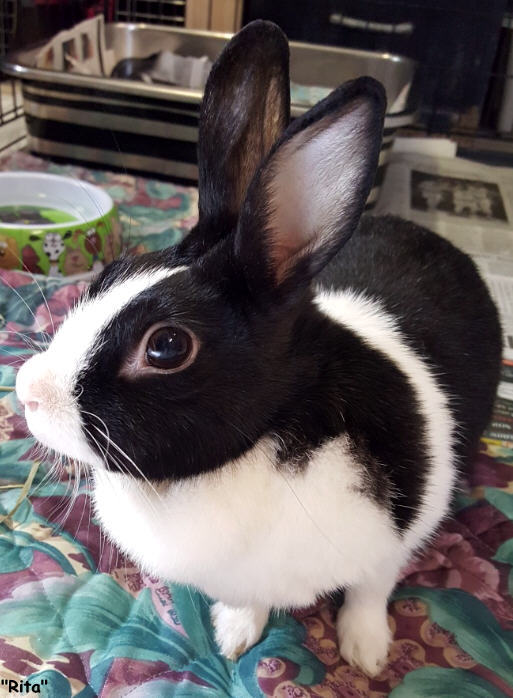 Adopt Rita a Bunny Rabbit