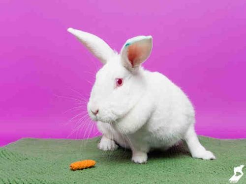 Adopt SNOWFLAKE a Other/Unknown / Mixed (medium coat) rabbit in Murray