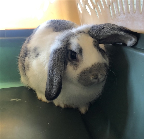 Adopt Trixie a American Fuzzy Lop