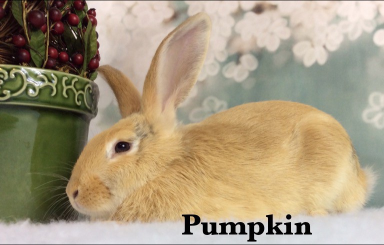 Adopt Pumpkin a Orange Palomino / Mixed (short coat) rabbit in Auburn