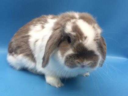 Adopt Lops a White Lop, Holland / Mixed rabbit in Woodbury, MN (24715096)