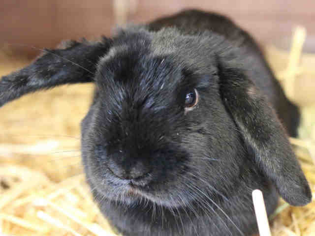 Adopt *HOLGAR* a Black Lop, Holland / Mixed rabbit in Salt Lake City