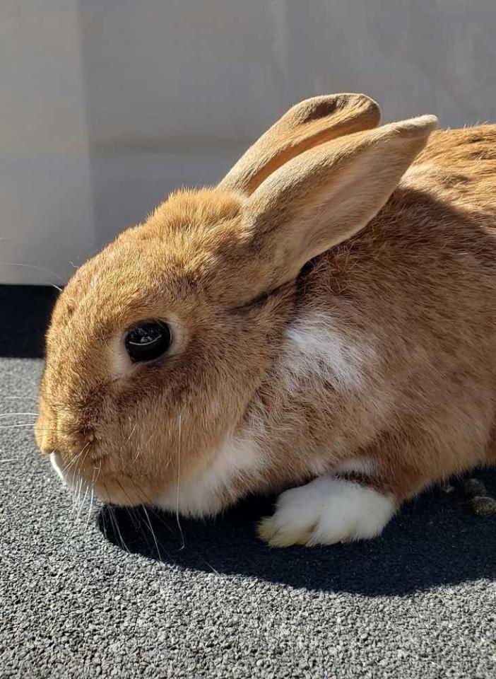 Adopt Hope a Red American rabbit in Morgan Hill, CA (24719871)