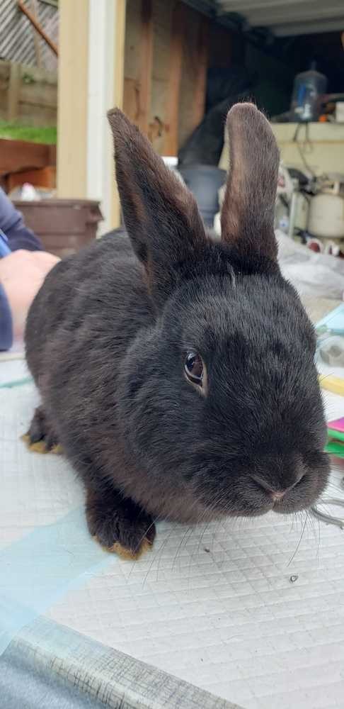 Adopt Split Pea a Black Dwarf rabbit in Morgan Hill, CA (24717891)