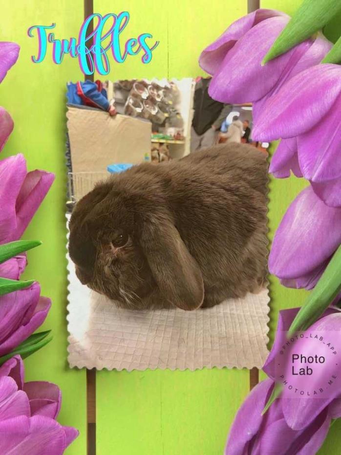 Adopt Truffles a Chocolate Lop-Eared / Mixed rabbit in Morgan Hill