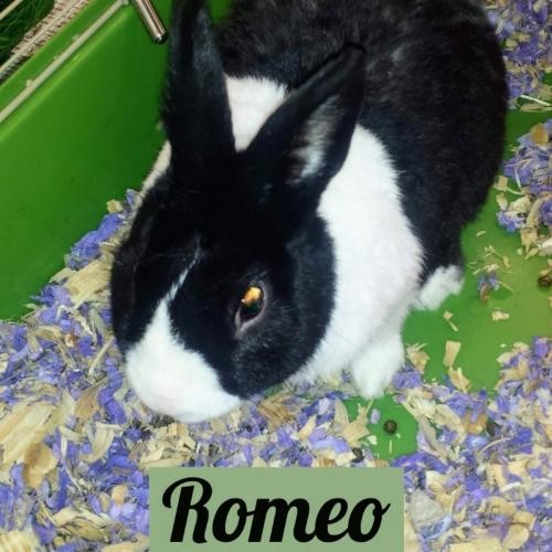 Adopt Romeo a Dutch Dutch / Mixed rabbit in Yreka, CA (24256132)