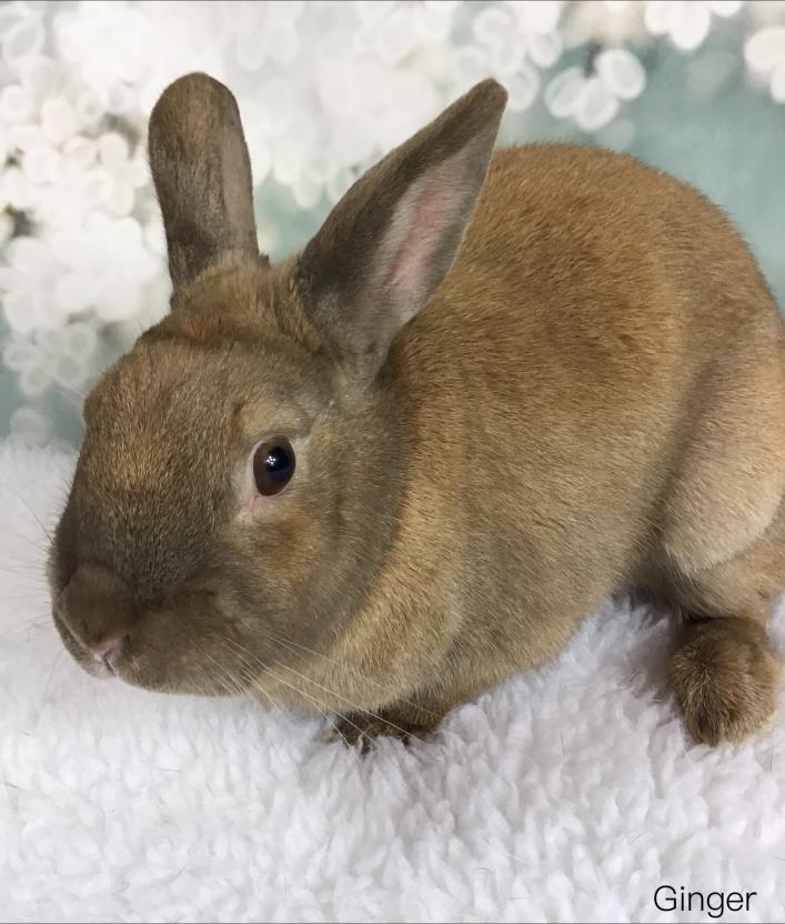 Adopt Ginger a Cinnamon Other/Unknown / Mixed (short coat) rabbit in Auburn